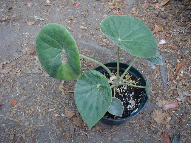 B. ‘Fleecealba’